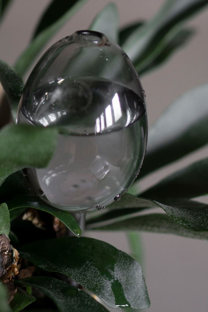 Met de zelfbewaterende glazen bollen van DBKD hoef je je planten niet meer constant water te geven - een eenvoudige truc die het dagelijks leven gemakkelijker maakt.