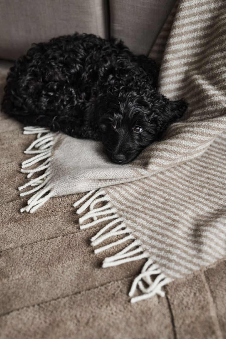 Een zwarte puppy, opgekruld op een vloerkleed en een deken van NJRD.