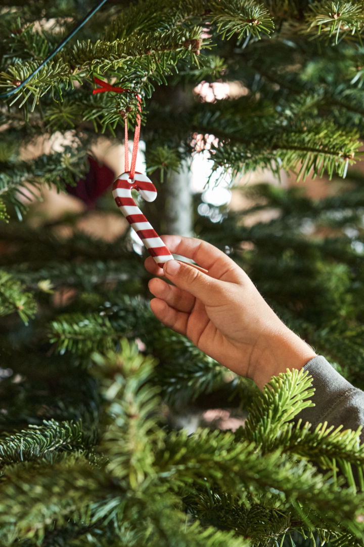 Een hand die een hangende zuurstok in een kerstboom houdt.